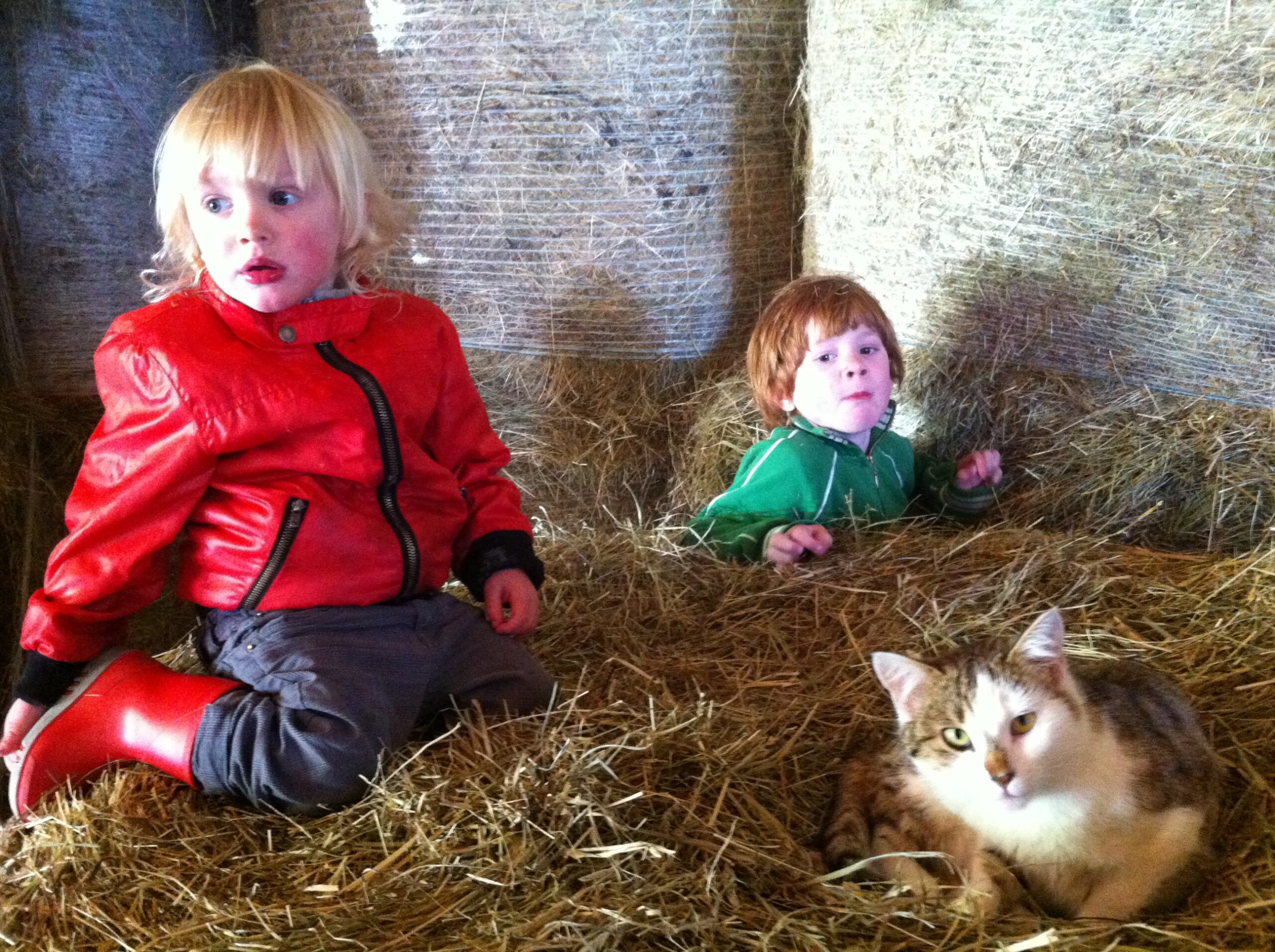 De storm en de mierenhoop