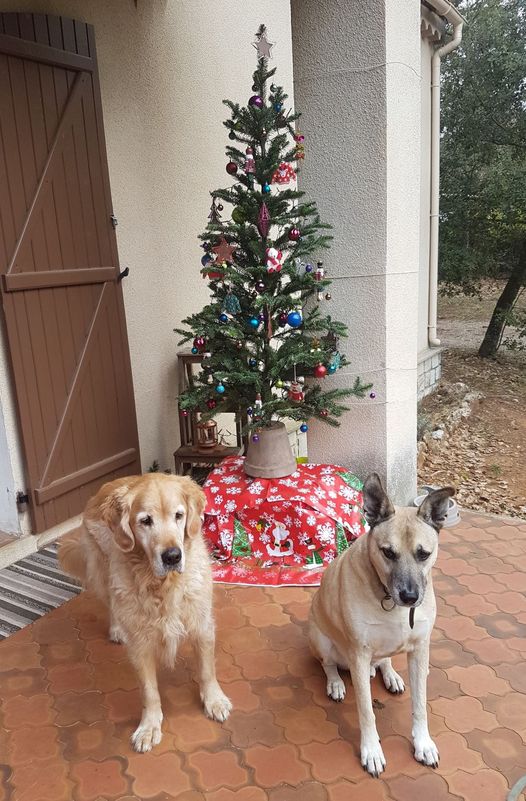 De hond en de verloren tand