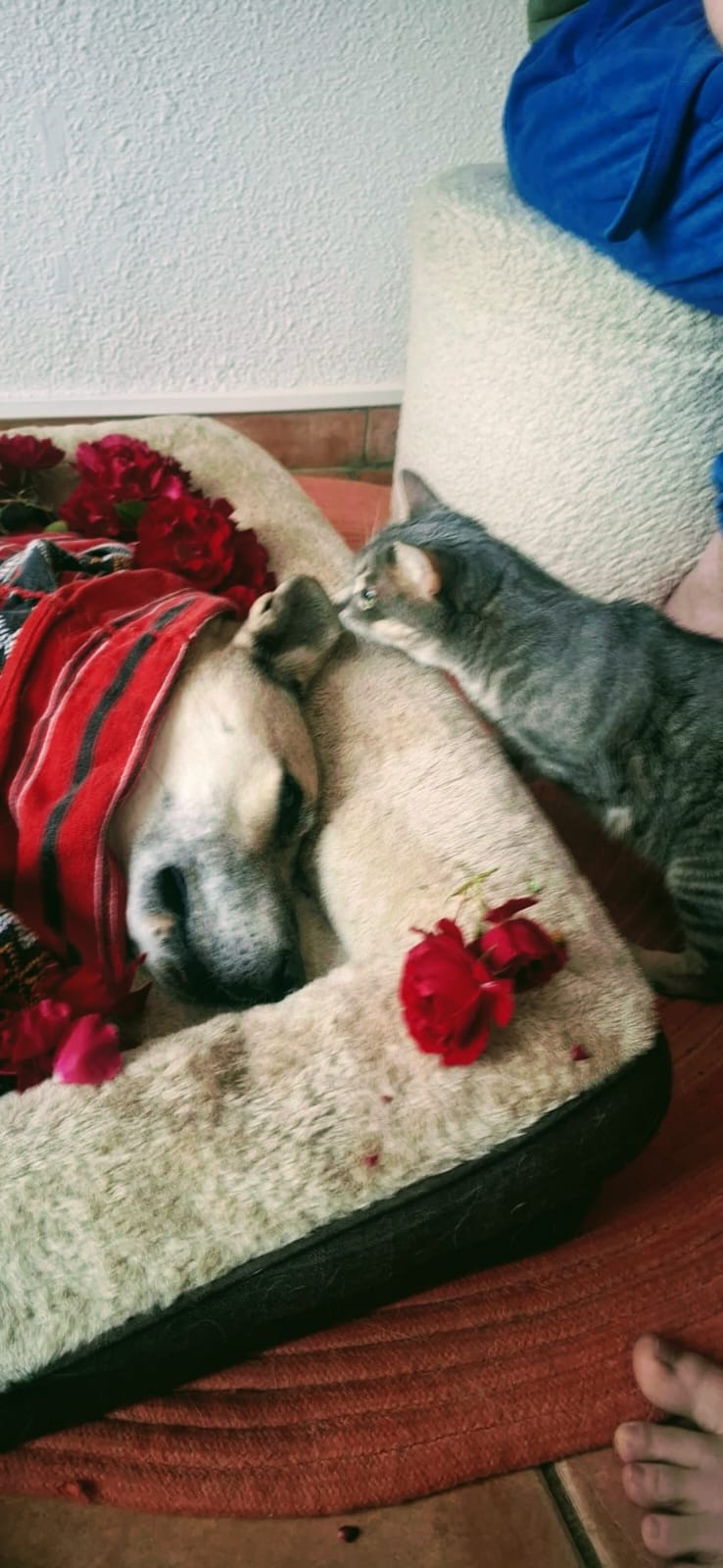 Tribute to our ‘hot dog’